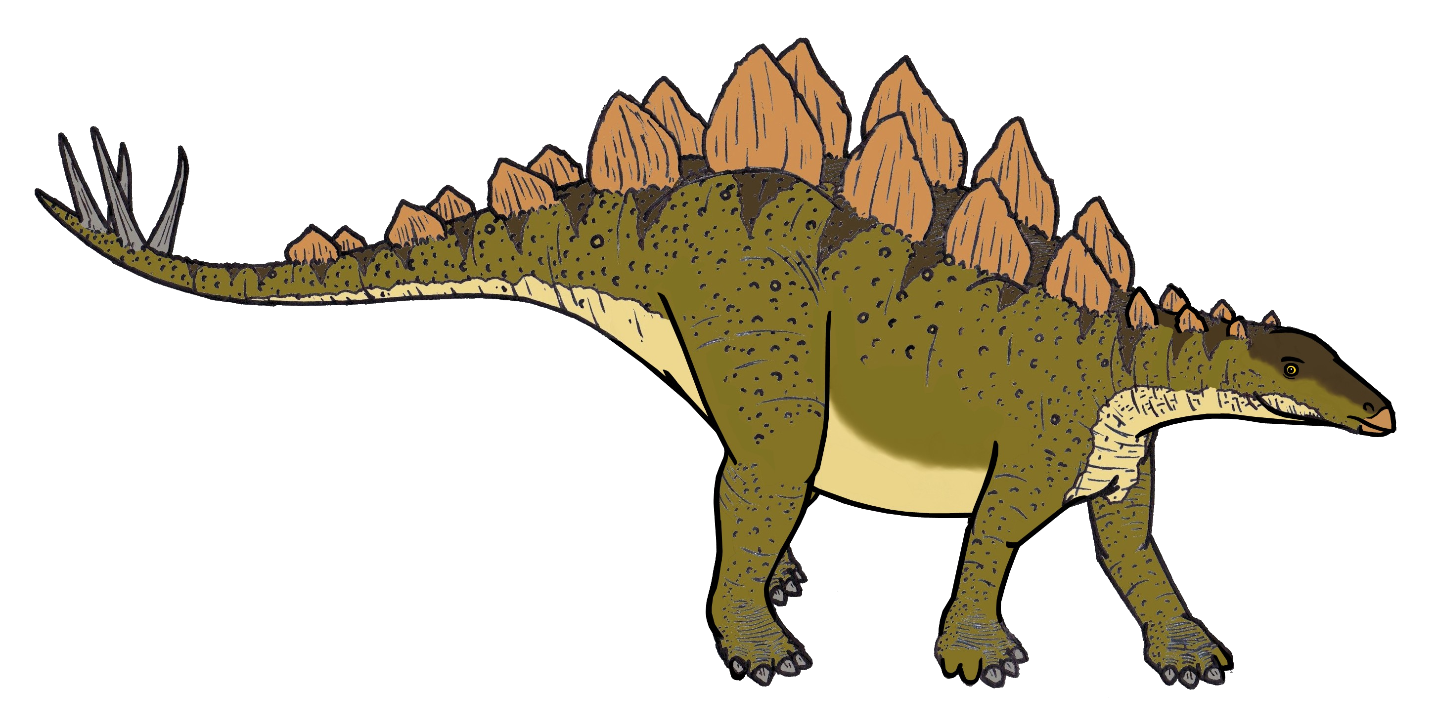 A cute stegosaurus